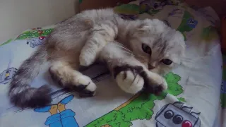 ПОГЛАДЬ КОТА 😻 Самая Красивая Вислоухая Кошка Хлоя Балдеет🐱 Cat