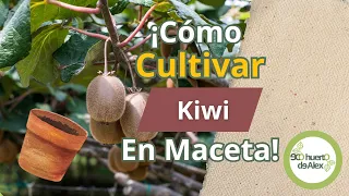 Kiwi en Maceta: Todo lo que Necesitas Saber para un Cultivo Exitoso [ Siembra ]
