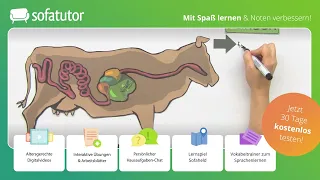Das Rind – ein Wiederkäuer einfach erklärt – Biologie 5. & 6. Klasse