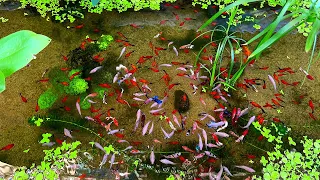 Super Beautiful Aquatic Betta Fish Canal | Relaxing Fish Watching | Dat Betta