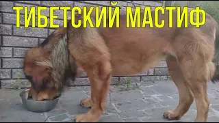 ТИБЕТСКИЙ МАСТИФ vol.1