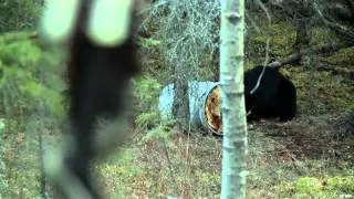 Hunting Black Bear in Ontario