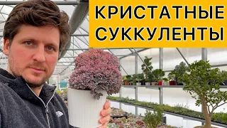 Кристатные суккуленты и кактусы. Особенности выращивания, ухода и размножения. Кристаты в коллекции