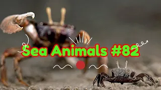 Sea Animals Videos 🦀🦑, Catching seafood, Deep sea creatures (Tik Tok #82)