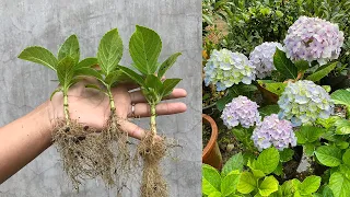 Hydrangea cuttings take root super fast with this method