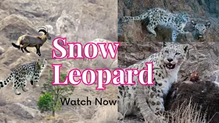 The Future of Snow Leopards| Snow Leopard Documentary| wild animal snow leopard