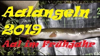 Aalangeln 2019: Zurück auf Anfang...