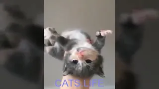CATS LIFE - Hilarious Cat Fails Compilation