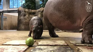 Omo's First Watermelon Smash (Kind Of)