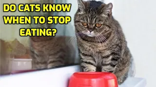 Will Cats Stop Eating When They're Full?