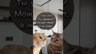 #120 Котики в тренде #котики #cats #юмор #мем #приколы #doctor #shortsvideo #shorts #рек #топ #коты