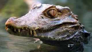 Dwarf Caiman Facts: the SMALLEST CAIMAN 🐊 Animal Fact Files