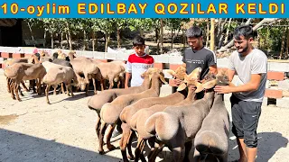 EDILBAY QOZILARNI 60 kg KELDI SHOSHILING ☎️ 94-503-00-42 ☎️ 94-154-06-06