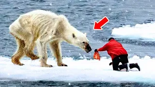 Man Helps A Dying Polar Bear. You Won't Believe What Happens Next