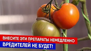 Внесите эти препараты немедленно - вредителей не будет!