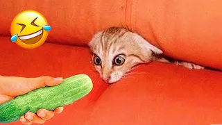Новые забавные животные 🤣🤣 Самые смешные видео про кошек и собак 😹🐶 Часть 10