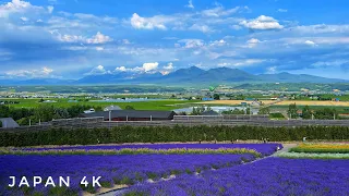 Japan 4K Walk - Beautiful Flower Fields in Hokkaido, Tomita Farm, Furano - 北海道、富良野、ファーム富田散歩