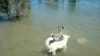 Perritos nadando por primera vez.