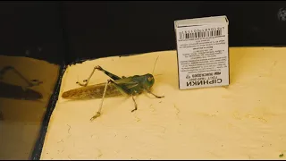 WHAT IF A HUNGRY MANTIS SEES A HUGE LOCUST? - INSECT VERSUS!