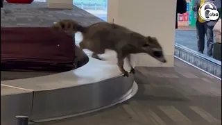 Raccoon runs rampant through Philadelphia airport baggage claim