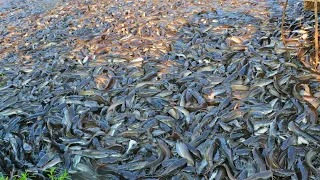 Hybride Mangur Fish Farming Business || Luar Biasa! Setelah di beri pakan ini reaksi lele liar