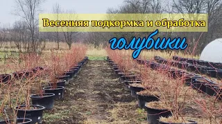 10.03.2023г. Начинаем подкормку и обработку голубики.