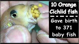 10 Orange Cichlid fish gave birth to 371 baby fish 💪🐠🐬👍