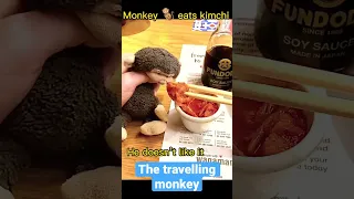 KUNG FU MONKEY MEETS KIMCHI#monkey #shorts #short #fypシ #dance #viral