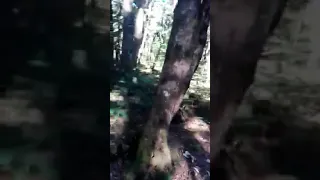 Creepy screaming in Aokigahara Jukai... (Japan)