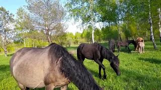 Нарушили баланс - теперь все мучаются !