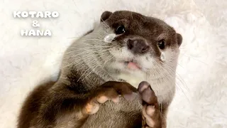 Female Otter Cries When Boyfriend Leaves Home