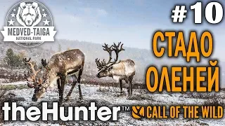 theHunter call of the wild #10 🔫 - Стадо Оленей - Арбалет, Винтовка - Олень, Кабан