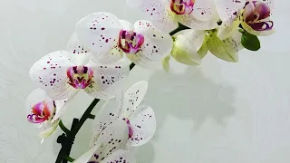 Удобрение подкормка орхидей в ОС без грунта / без субстрата