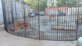 Тигры купаются с маленьким тигренком. А Грише интересно в чем их привезли.