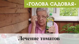 Голова садовая - Лечение томатов