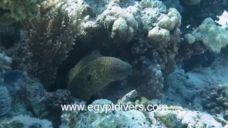 A day diving in Hurghada with Egypt Divers Diving center, be the next video hero and join us for a d