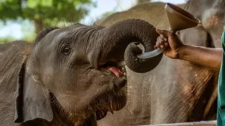Mealtime at the Elephant Orphanage | BBC Earth