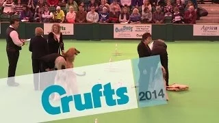 Obreedience | Set Exercise | Team Afghan Hound | Crufts 2014