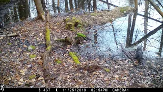 Westhampton trail cam: Otter