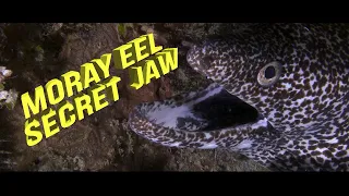 LMKids - Crystelle introduces the moray eel's 'pharingeal jaw'