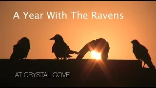 A Year With The Ravens at Crystal Cove