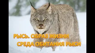 РЫСЬ. ОБРАЗ ЖИЗНИ И СРЕДА ОБИТАНИЯ РЫСИ. lynx. LIFESTYLE AND HABITAT OF THE LYNX.