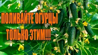 В 10 РАЗ БОЛЬШЕ ОГУРЦОВ ТОЛЬКО С ЭТИМИ ПОДКОРМКАМИ!!!