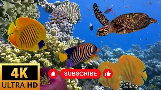 Animals  Aquarium 4K VIDEO (ULTRA HD) Beautiful Relaxing Coral Reef Fish - Relaxing Sleep Fish TV