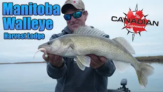 Walleye Fishing at Harvest Lodge in Manitoba!