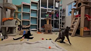 Shelter Cat Hermes Bravely Battles New Alien Tech After Squad-mates too Exhausted to FIGHT! [REAL]