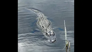Alligator in my Pond, Arrived for Valentine's Day 2024