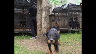 ROTTWEILERS PARK  AT LKISHAMI ROTTWEILERS KENYA FIRST TIME DOG OWNER (DOG TV KENYA EPISODE 86}