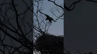 Baby Eagle's First Flight: Watch the Heart-Stopping Moment