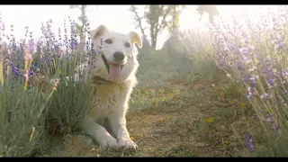 Pip | A Short Animated Film by Southeastern Guide Dogs#cute dog,